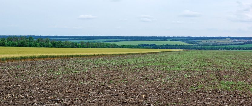 Panoramic landscape of field with wheat. Tungsten weather.