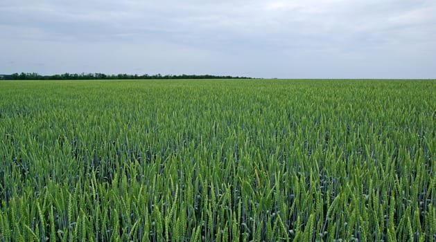 Field of green rye and cloudy sky. Tungsten weather.