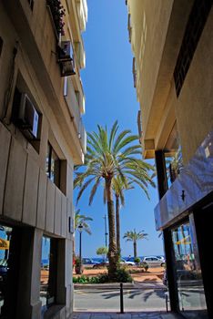 Palm between hotels. Mediterranean city Lloret de Mar, Spain.