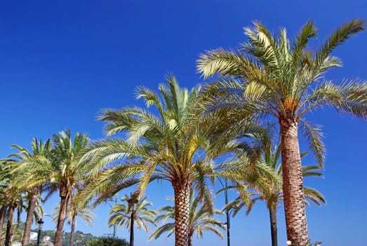 Green palm trees and bright blue clear summer sky.