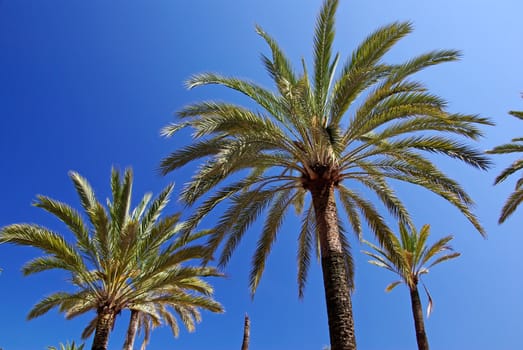 Green palm trees and bright blue clear summer sky.