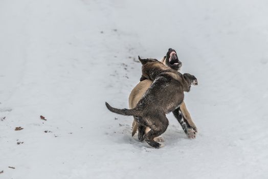 Two cute little dog pups playing and fighting in snow. One has his mouth open, another is biting the other's neck.