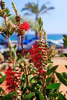 Selective focus on flowers near mediterranean beach. Lloret de Mar, Spain.