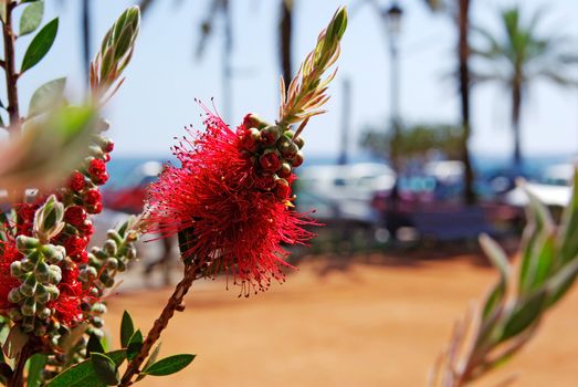 Selective focus on flowers near mediterranean beach. Lloret de Mar, Spain.