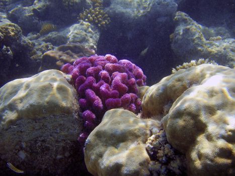 Beautiful coral reef close up underwater photography.