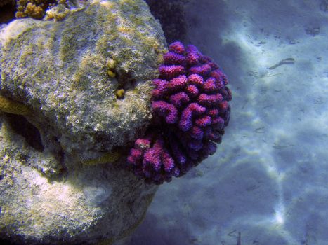 Bright colors  coral reef close up underwater photography.