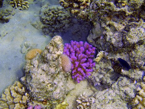 Beautiful coral reef with small fishes underwater photography.