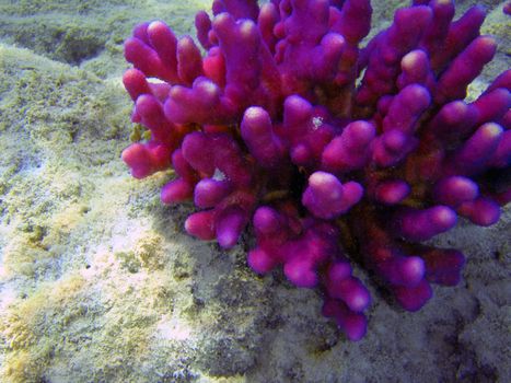 Beautiful coral reef close up underwater photography.