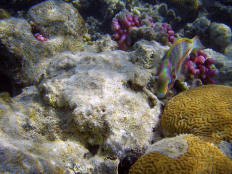 Beautiful coral reef with small fishes underwater photography.