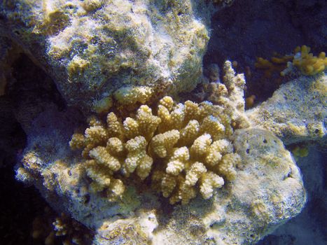 Coral reef close up underwater photography.