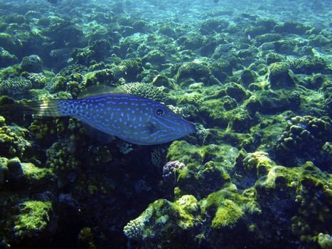 Strange blue fish swimming near coral reef. Underwater photo.