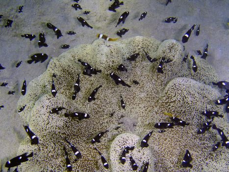 Symbiosis of fish and sea plant. Underwater photo.