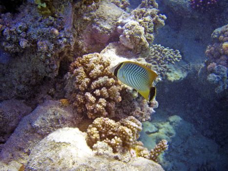 Fish swimming near coral reef.Underwater photo.