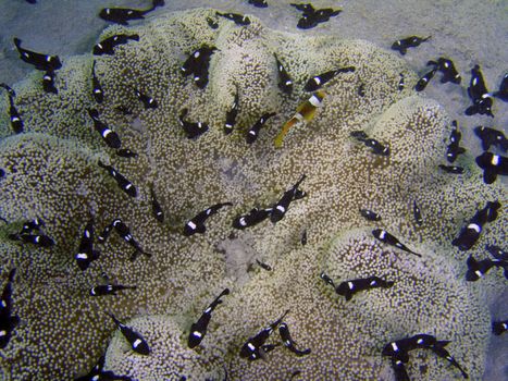 Symbiosis of fish and sea plant. Underwater photo.