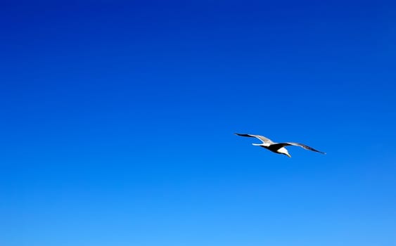 Seagull soaring in the blue summer sky. Empty space for your design.