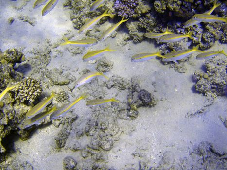 Colony of fishes swimming near coral reef.