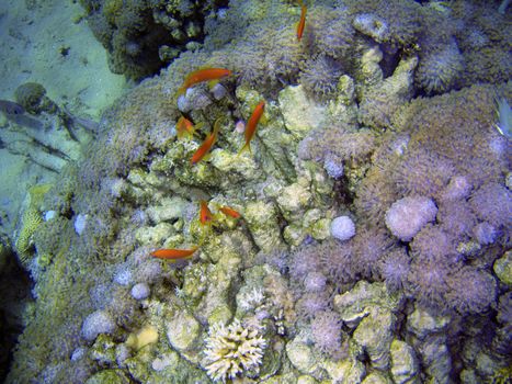 Colony of fishes swimming near coral reef.