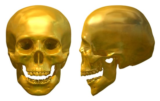 Illustration of a Golden Skull front and side views