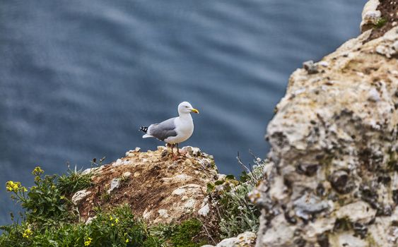 Image of The European Herring Gull (Larus argentatus) on the top of the Etretat cliff in Upper Normandy in Northern France.