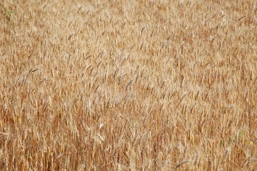 Field of rye ready for harvest.
