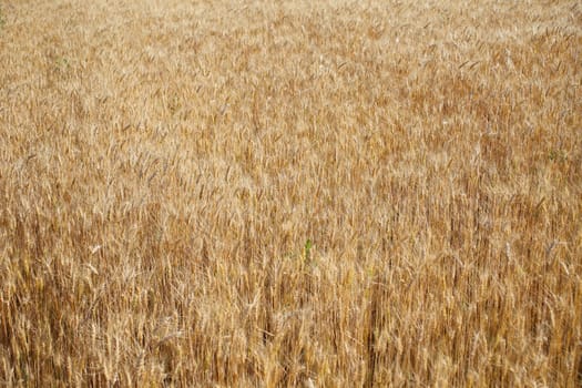 Field of rye ready for harvest.