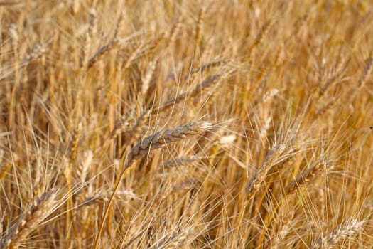 Field of rye ready for harvest.