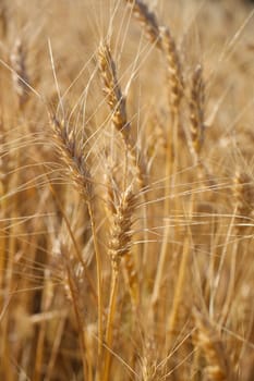 Rye before harvest close up photography.