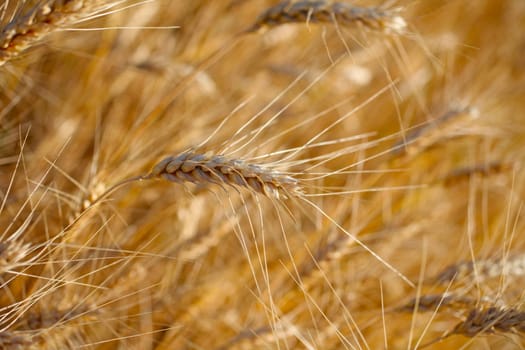 Rye before harvest close up photography. Warm summer light.