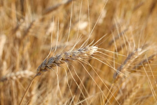 Rye before harvest close up photography. Warm summer light.