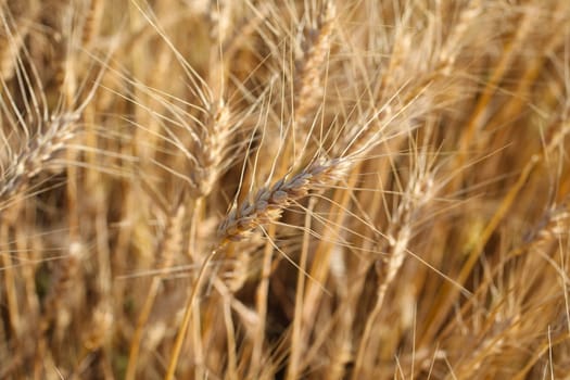 Rye before harvest close up photography.