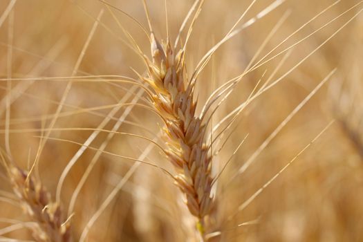 Rye before harvest macro photography. Warm summer light.