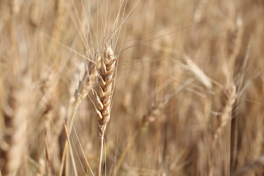 Rye before harvest macro photography. Selective focus.