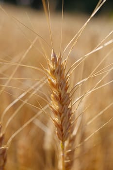 Rye before harvest macro photography. Warm color.