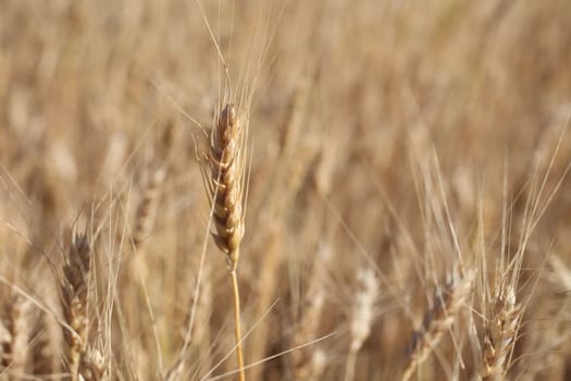 Rye before harvest macro photography. Selective focus.