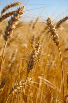 Rye before harvest close up photography. Warm summer light.