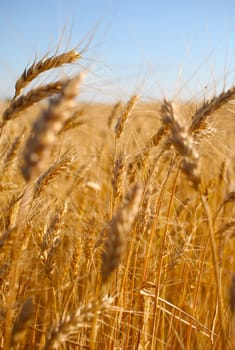 Rye before harvest close up photography. Warm summer light.