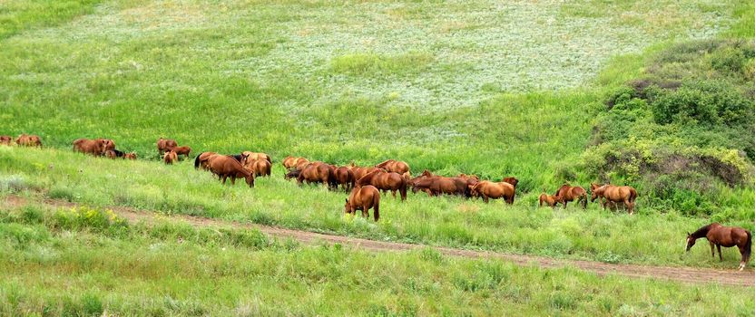 Horses herd in steppe. Animal wildlife landscape.