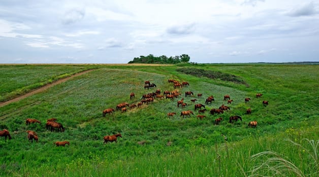 Horses herd in steppe. Animal wildlife landscape.