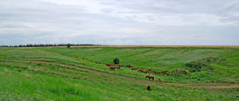 Horses herd in steppe. Animal wildlife landscape.