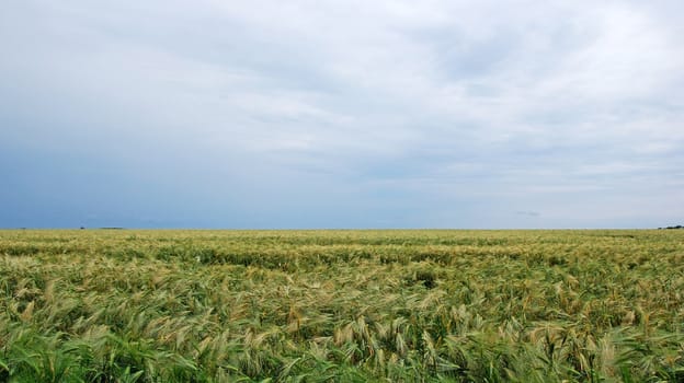 Field of rye landscape. Dramatic summer weather