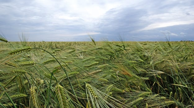 Field of rye landscape. Dramatic summer weather
