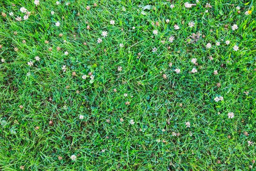 Grass with clover bright textured background.