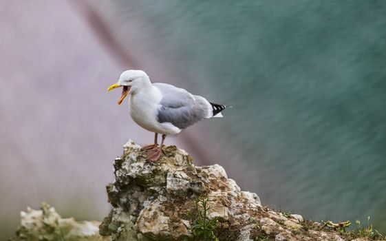 Image of The European Herring Gull (Larus argentatus) screaming on the top of the Etretat cliff in Upper Normandy in Northern France.