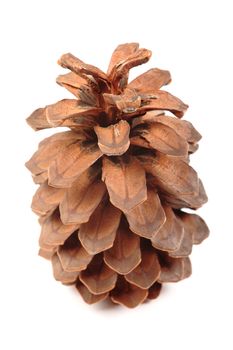 Big cone from Canary Island Tenerife isolated on white background. Endemic species.