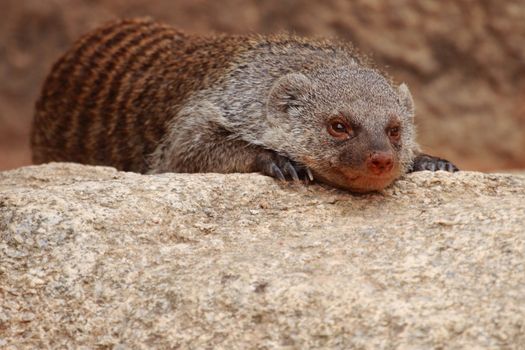 photograph of a beautiful African mongoose resting