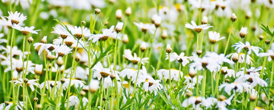 Chamomile flowers in the garden