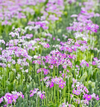 French lavender