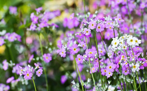 French lavender