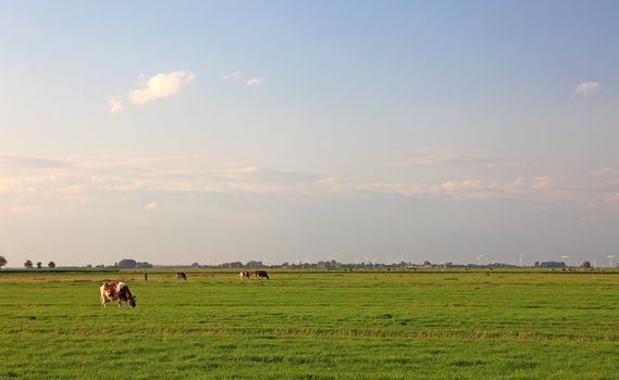 Cows and wind energy on fields of Netherlands, Europe.