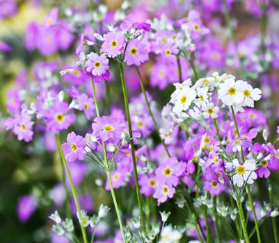 French lavender